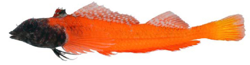 Tripterygion melanorum _3330fff